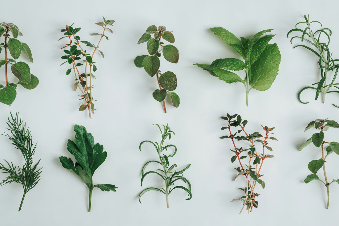 Project-Based Botany Semester Toolkit