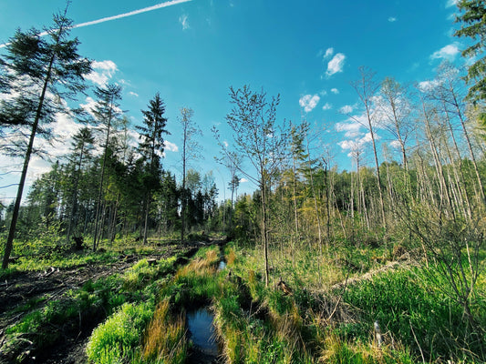 Plant Ecology: Forests, Fields, and Wetlands Module