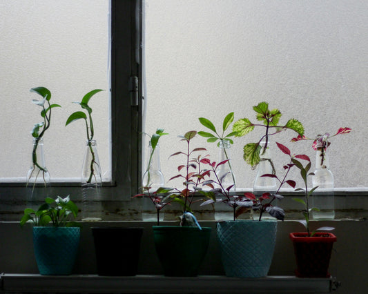 Plant Classification for Young Scientists