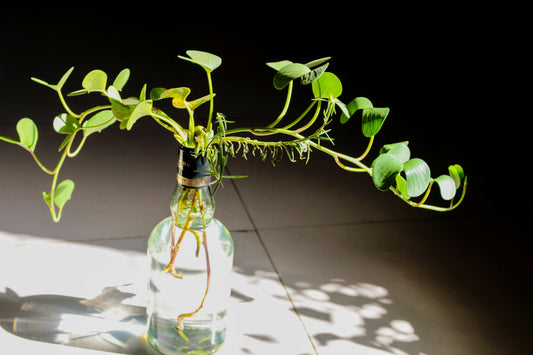 Photosynthesis & Energy in Plants Virtual Lab