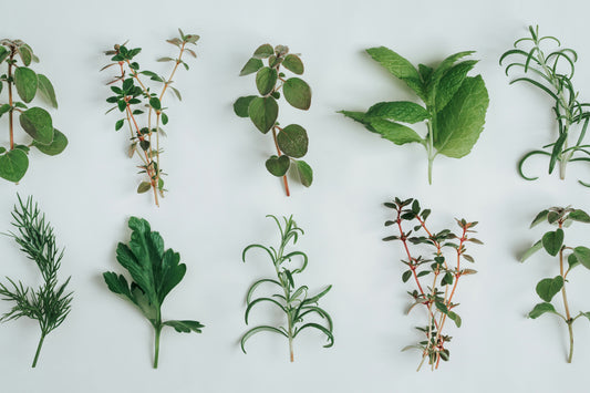 Project-Based Botany Semester Toolkit